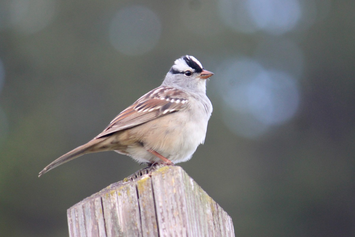 White-crowned Sparrow - Elias Thomas