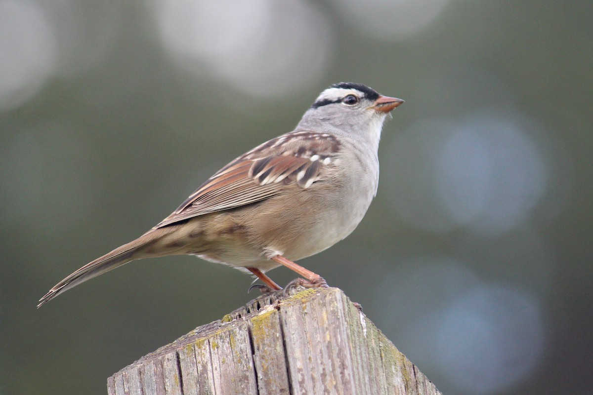 White-crowned Sparrow - Elias Thomas