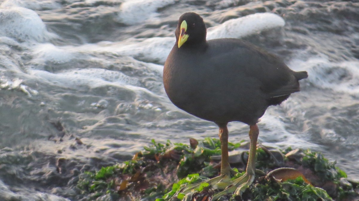 Red-gartered Coot - ML156906691