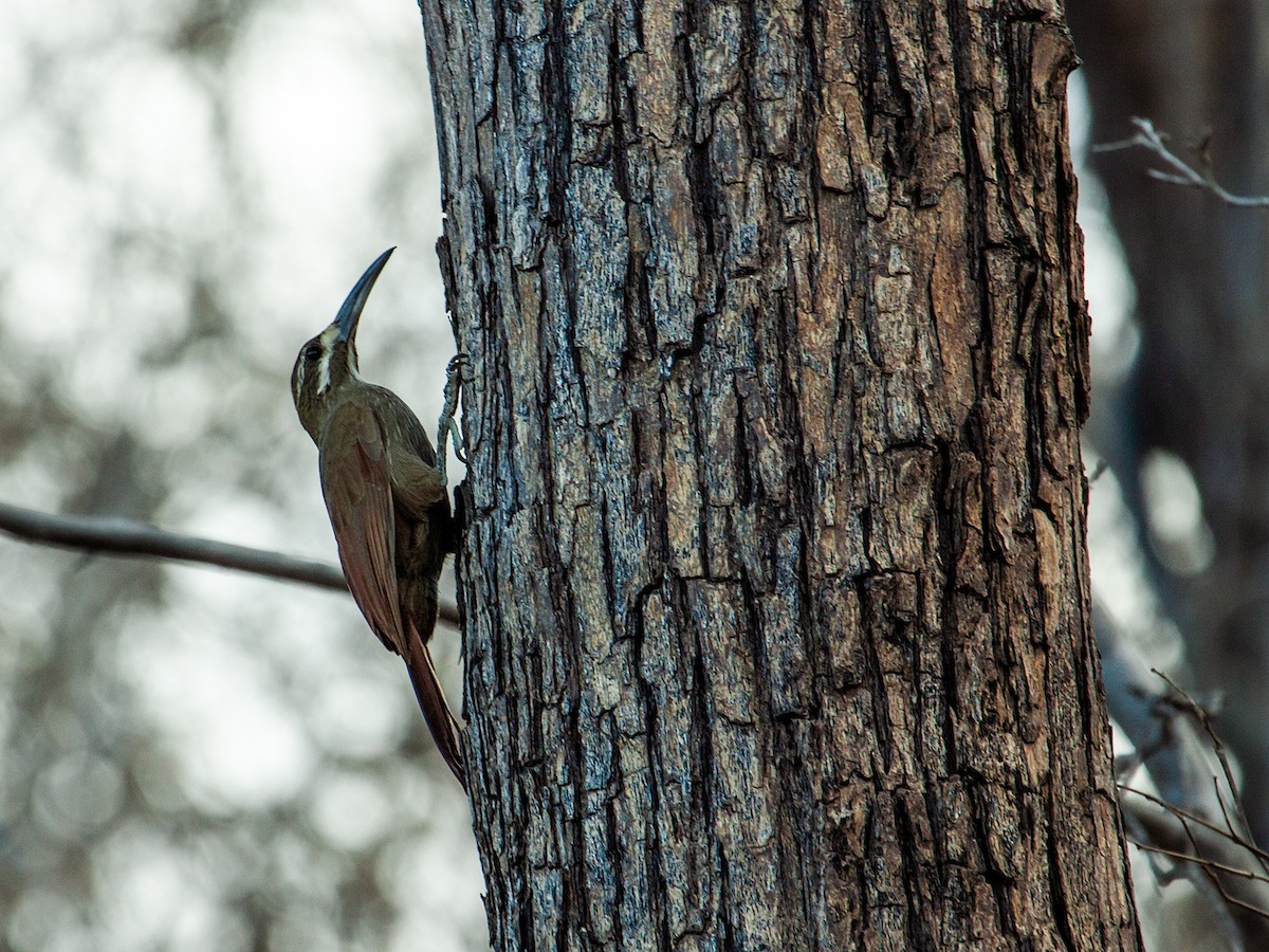 Moustached Woodcreeper - Nick Athanas