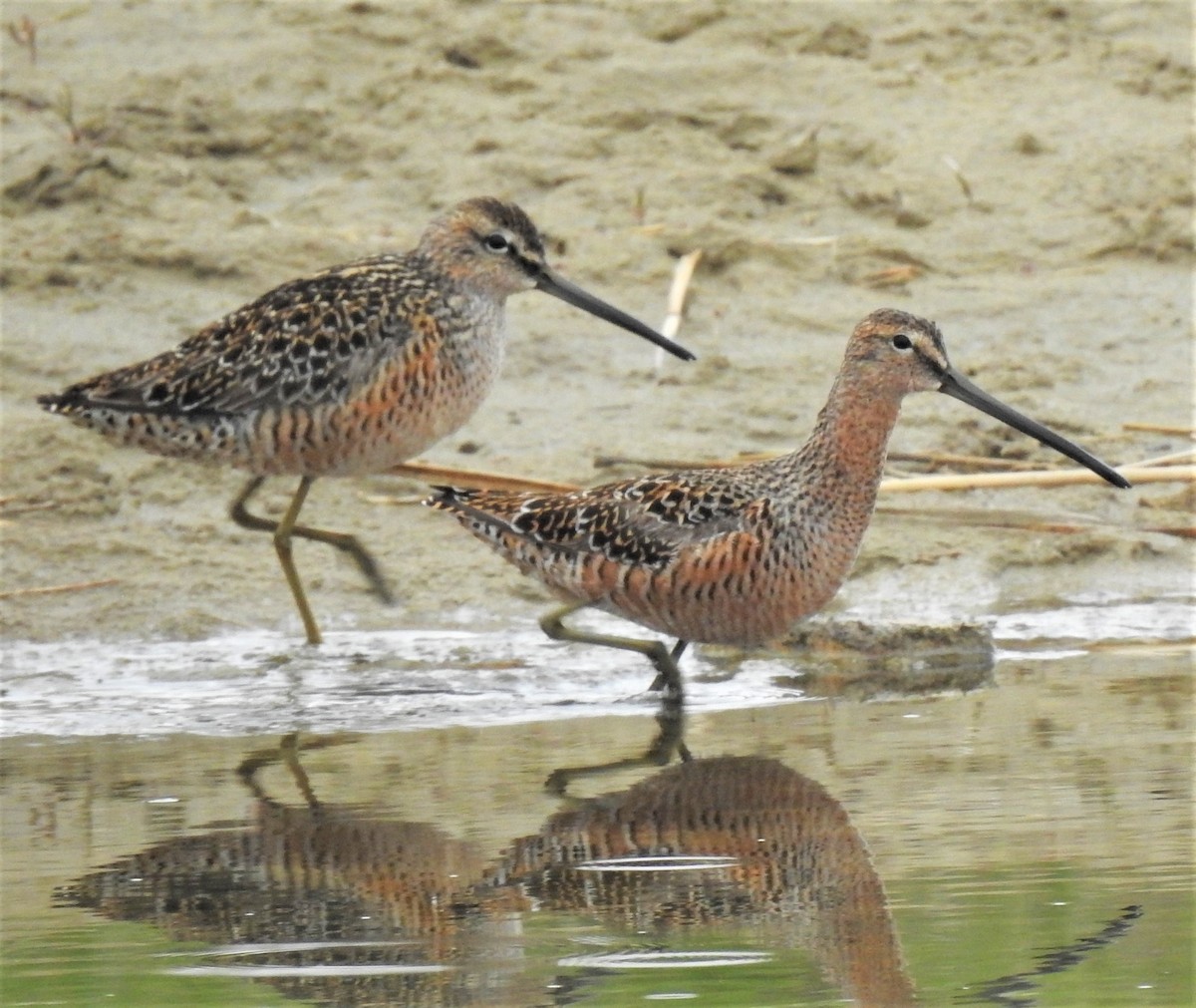 Long-billed Dowitcher - Jan Thom