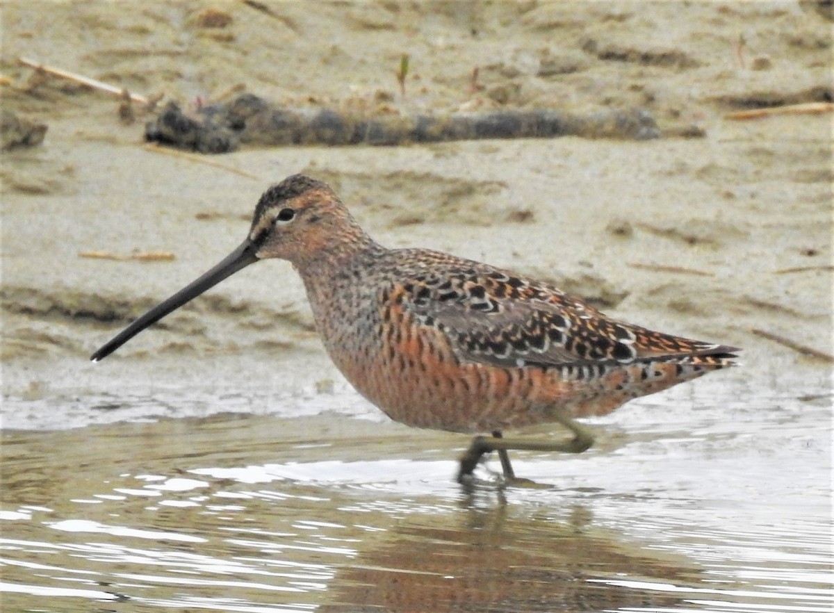 Long-billed Dowitcher - Jan Thom