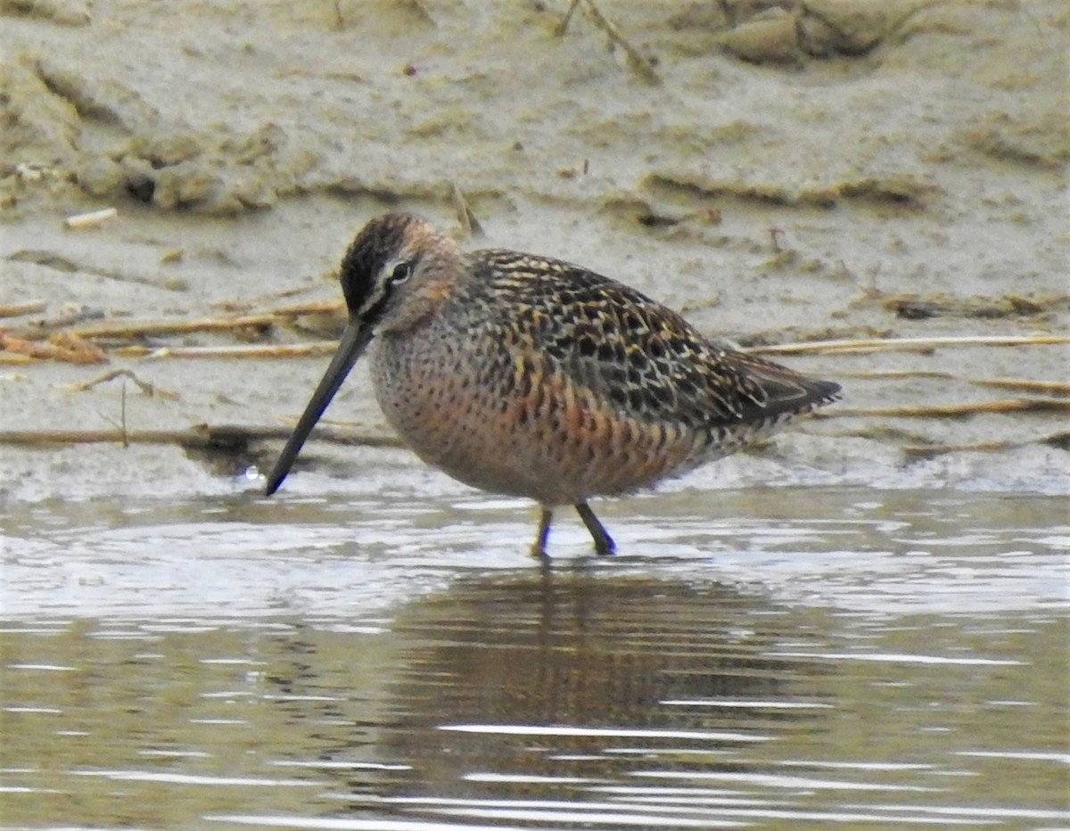 Long-billed Dowitcher - Jan Thom