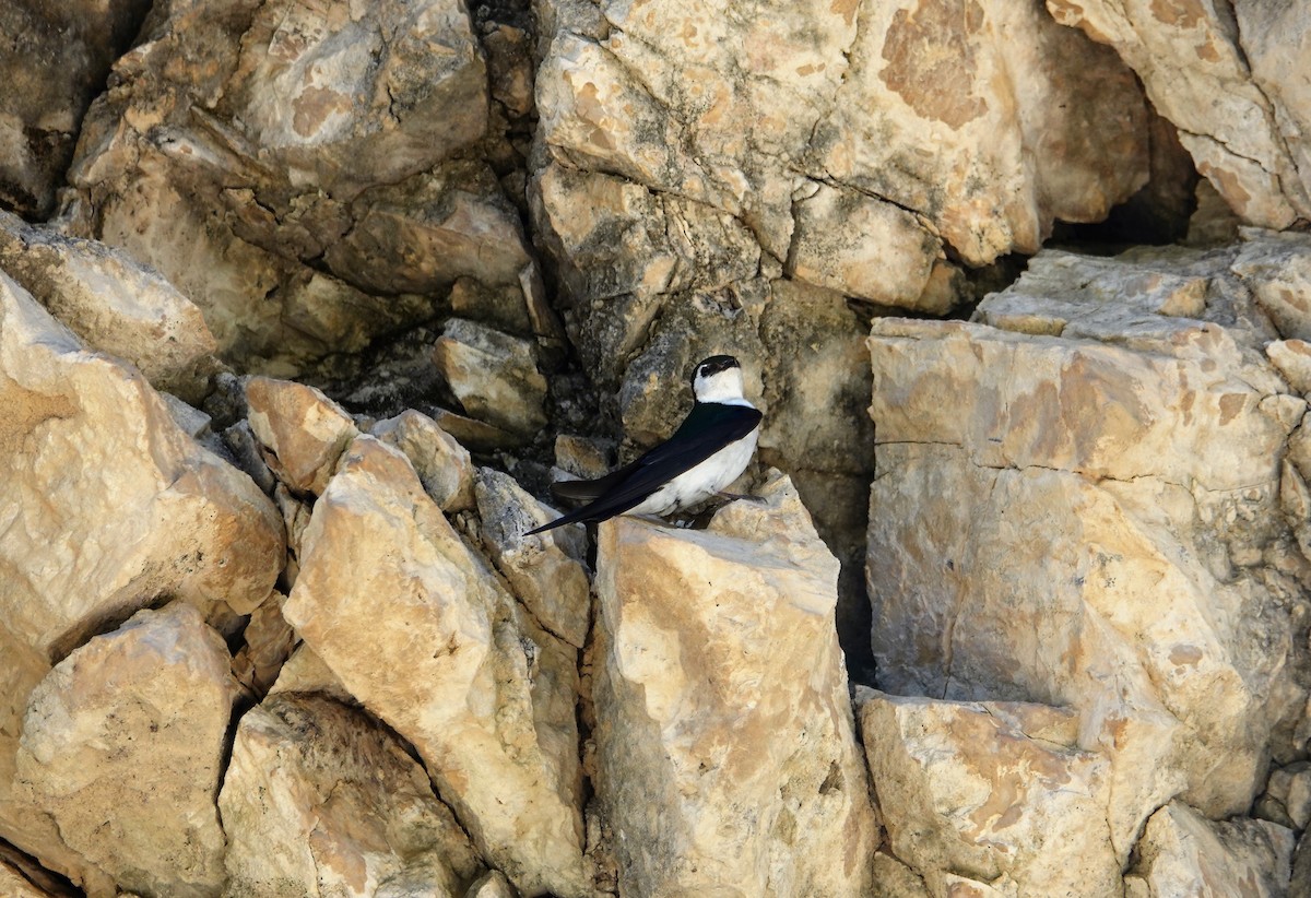 Violet-green Swallow - ML156909131
