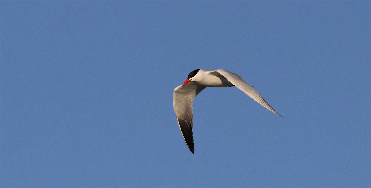 オニアジサシ - ML156910181