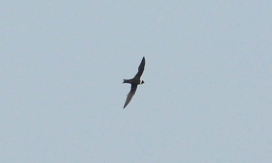 White-collared Swift - ML156910711