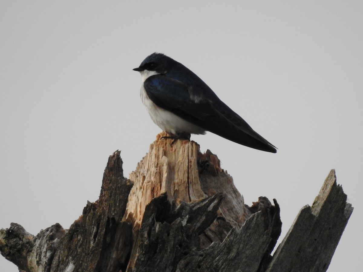 Tree Swallow - Ron Marek