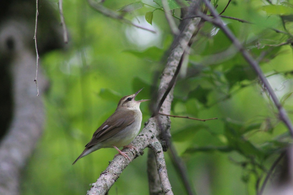 Swainson's Warbler - Shelby Thomas
