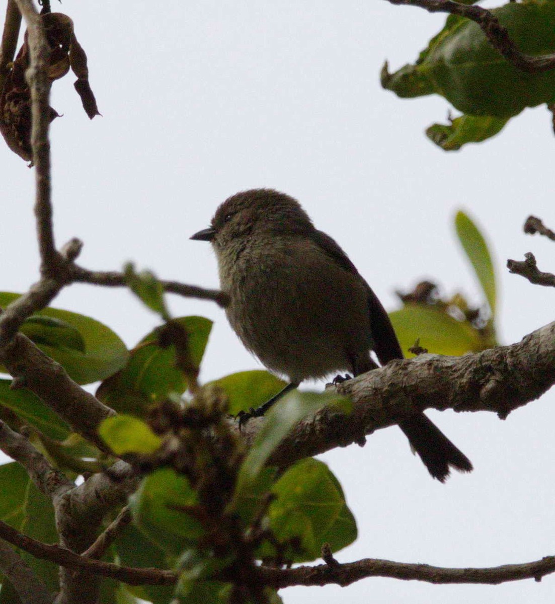 Bushtit - ML156914861