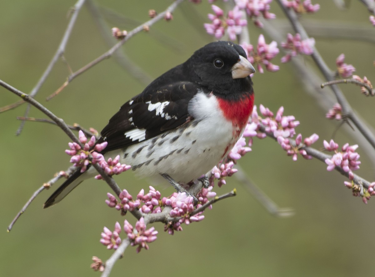 Rose-breasted Grosbeak - Kori Sedmak