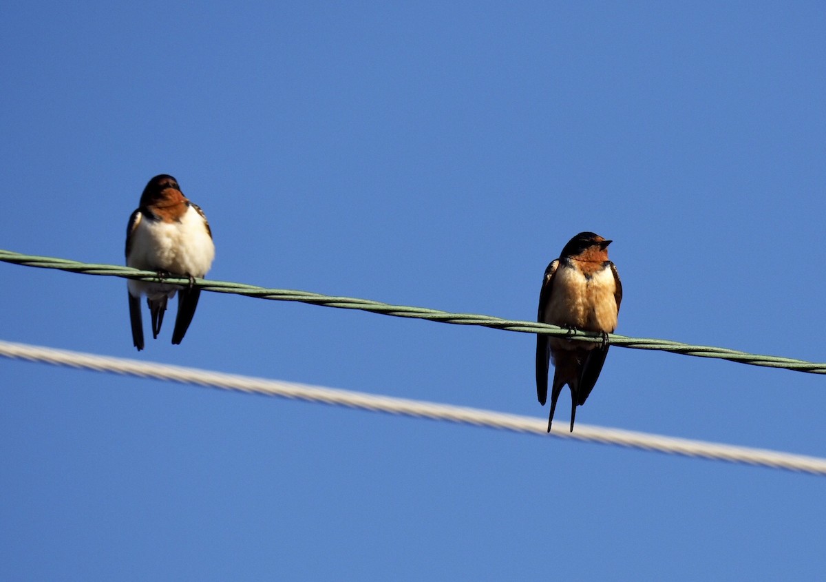 Barn Swallow - Bruce Gates