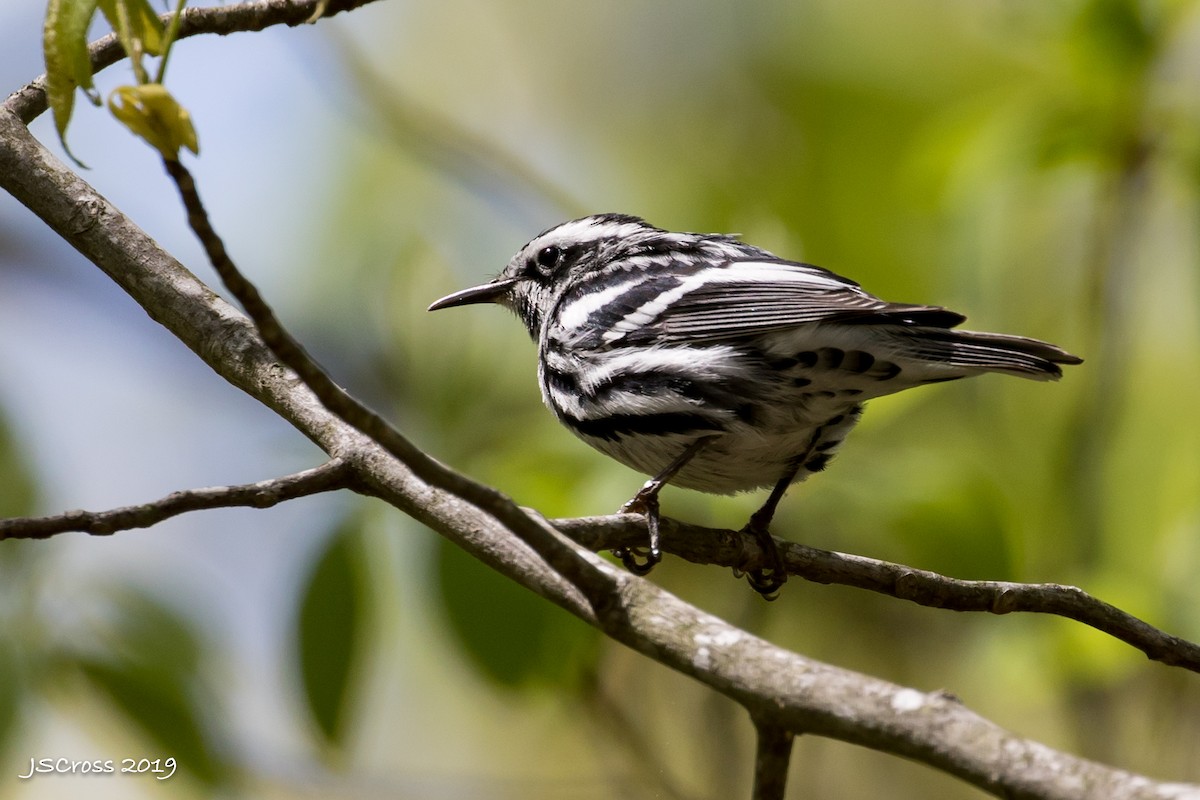 Black-and-white Warbler - ML156916921