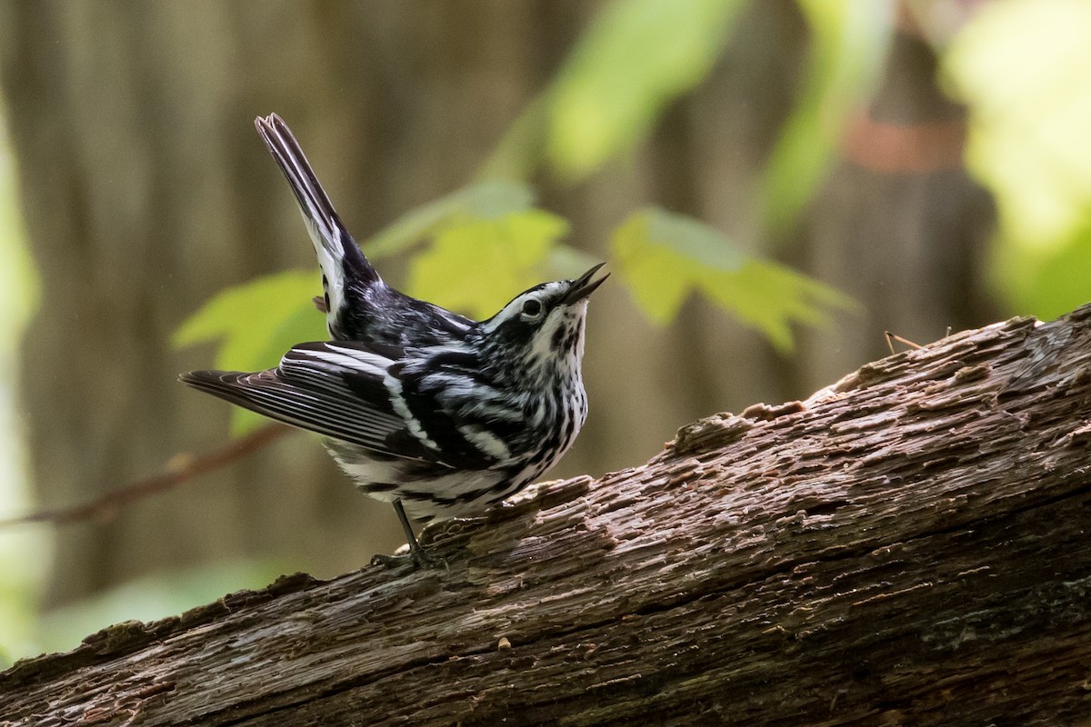 Black-and-white Warbler - ML156917001