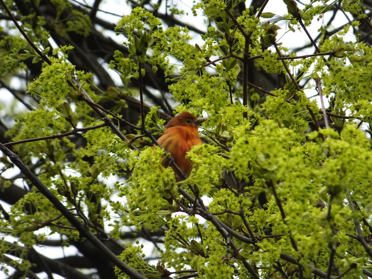 Summer Tanager - ML156917981