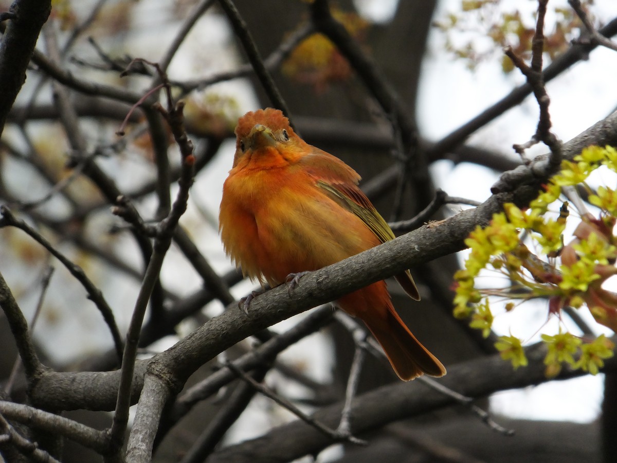 Summer Tanager - ML156918061