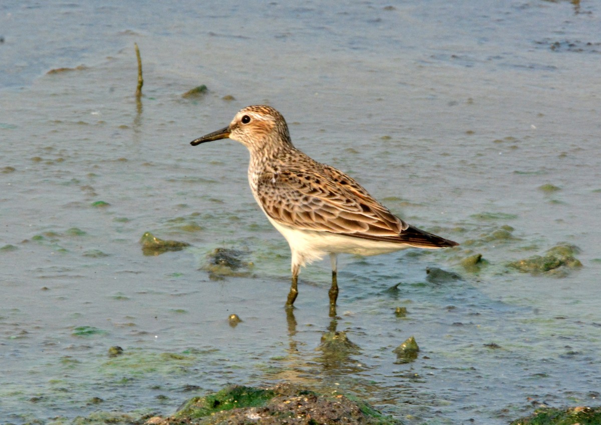 Weißbürzel-Strandläufer - ML156918171