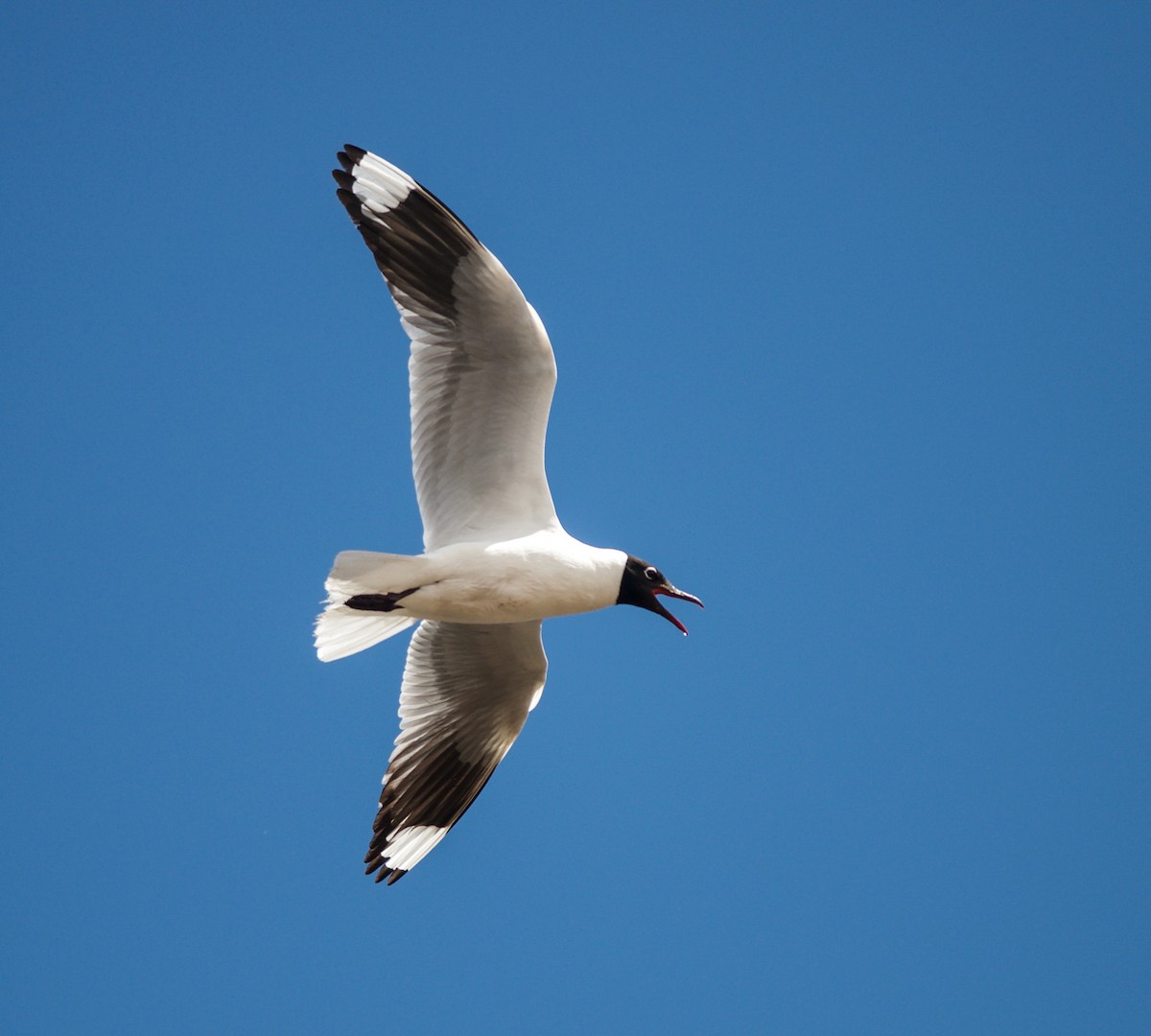 Andean Gull - Ken Wright