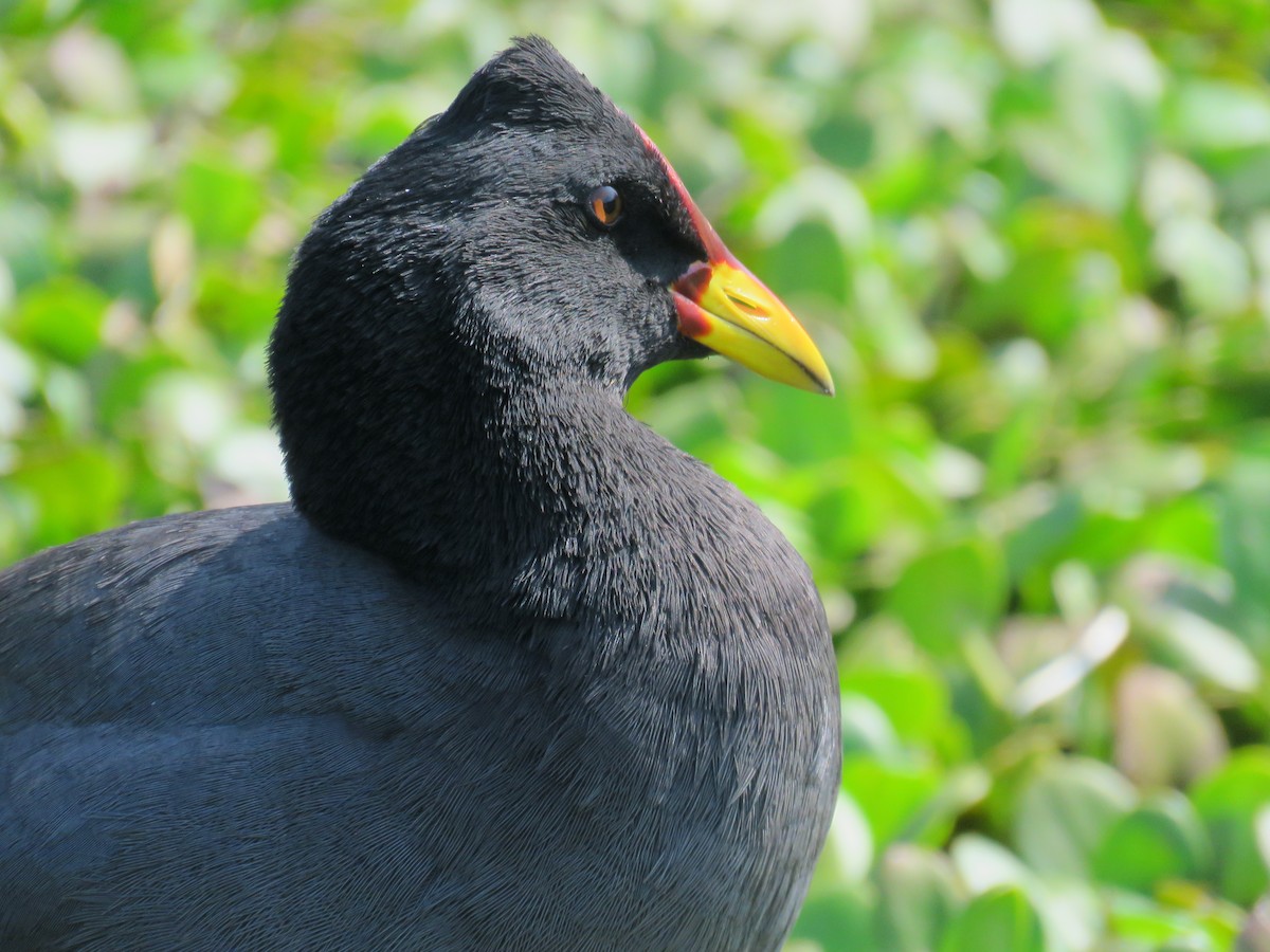 Red-fronted Coot - ML156919871