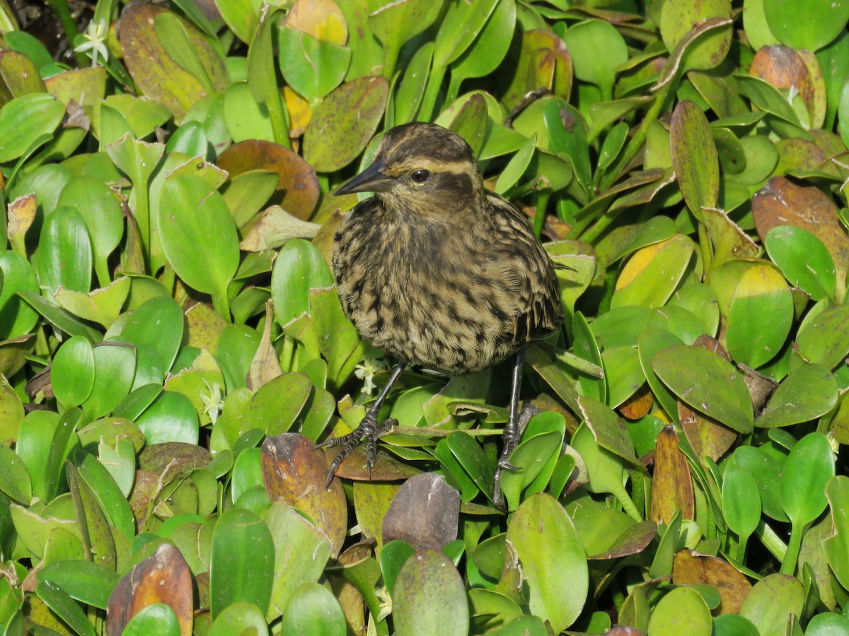 Yellow-winged Blackbird - ML156920401