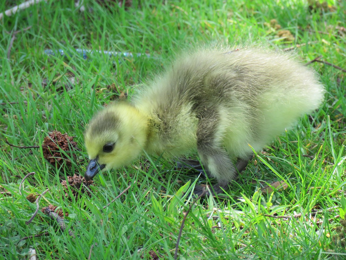 Canada Goose - Keith Leonard