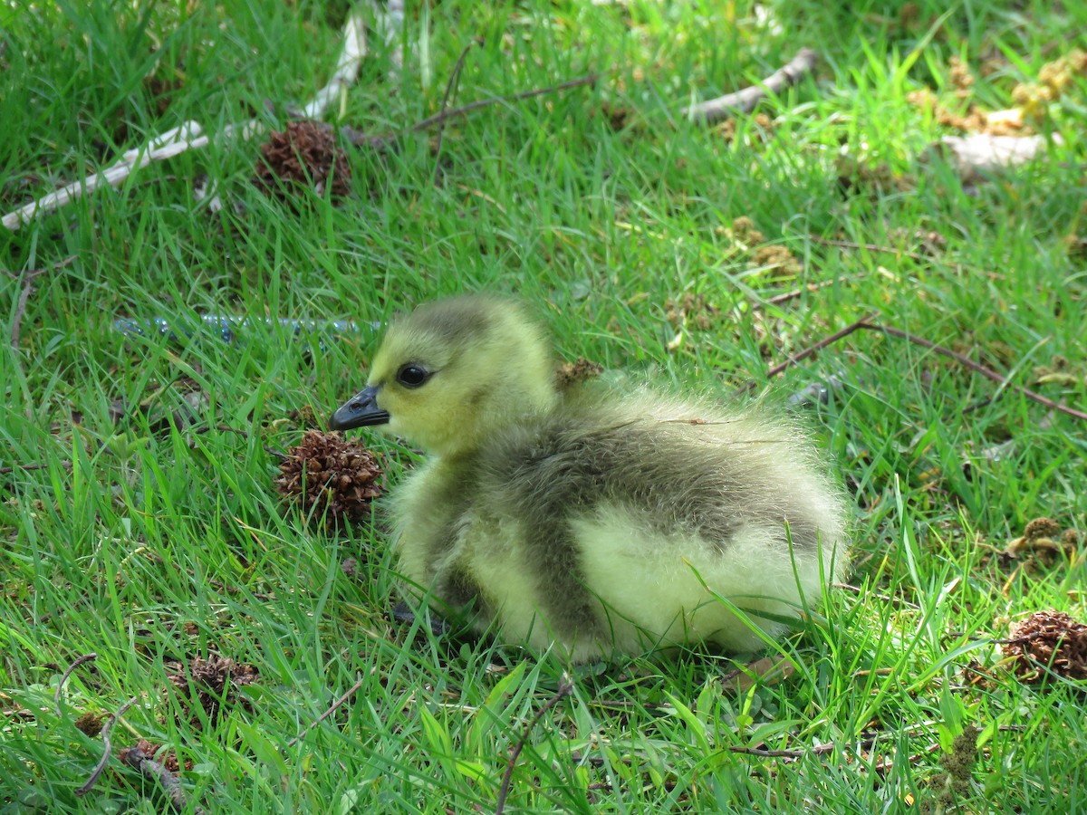 Canada Goose - Keith Leonard