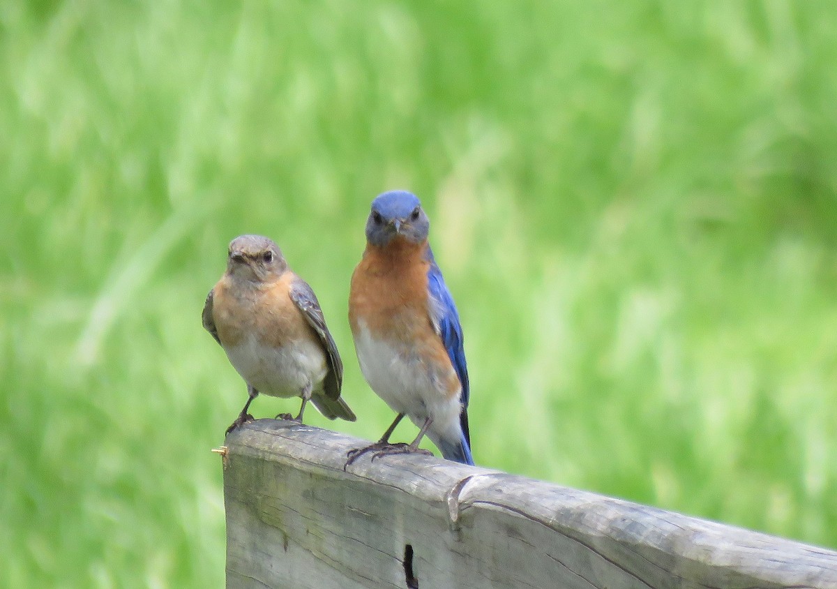 Eastern Bluebird - Keith Leonard