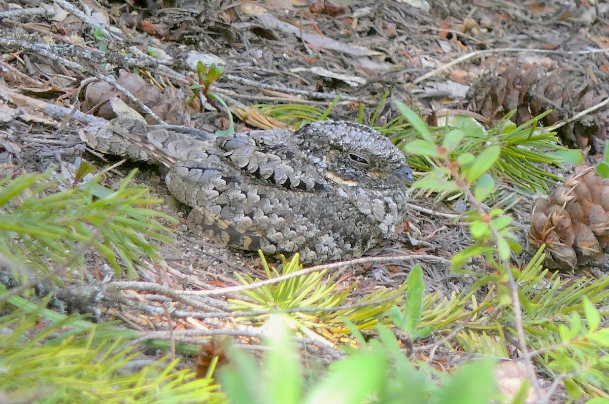Common Poorwill - Janet Kelly