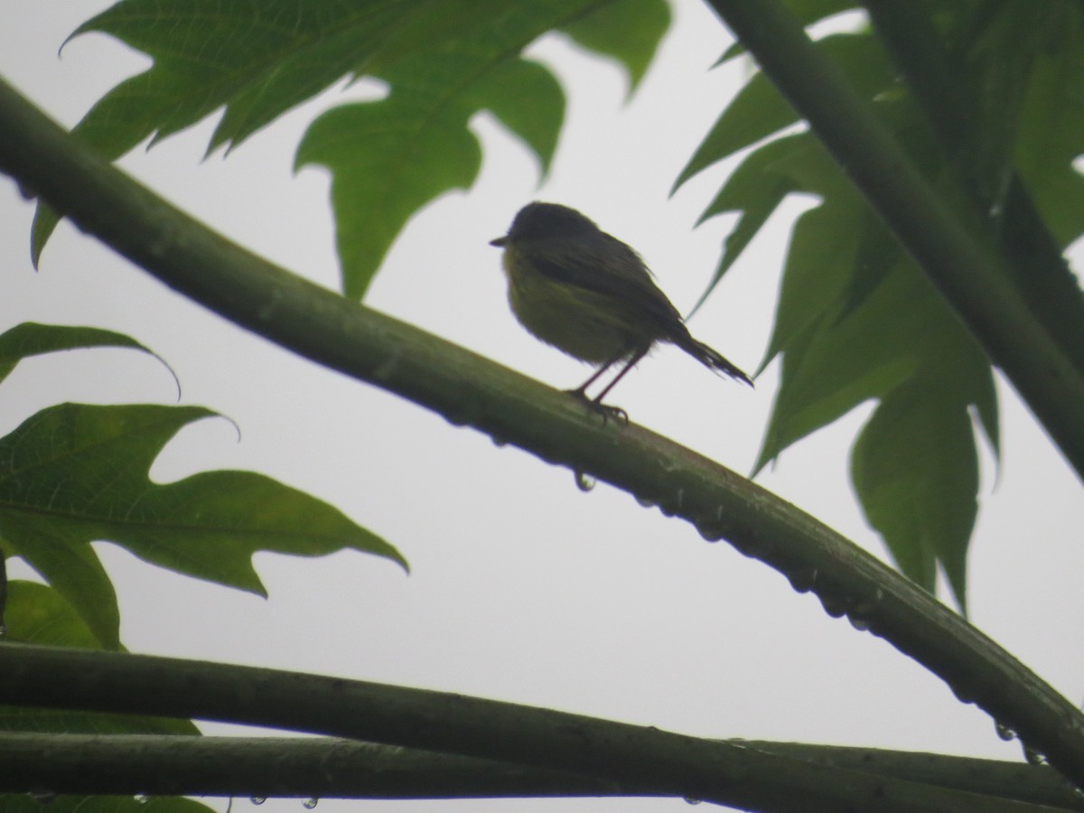 Common Tody-Flycatcher - ML156921871