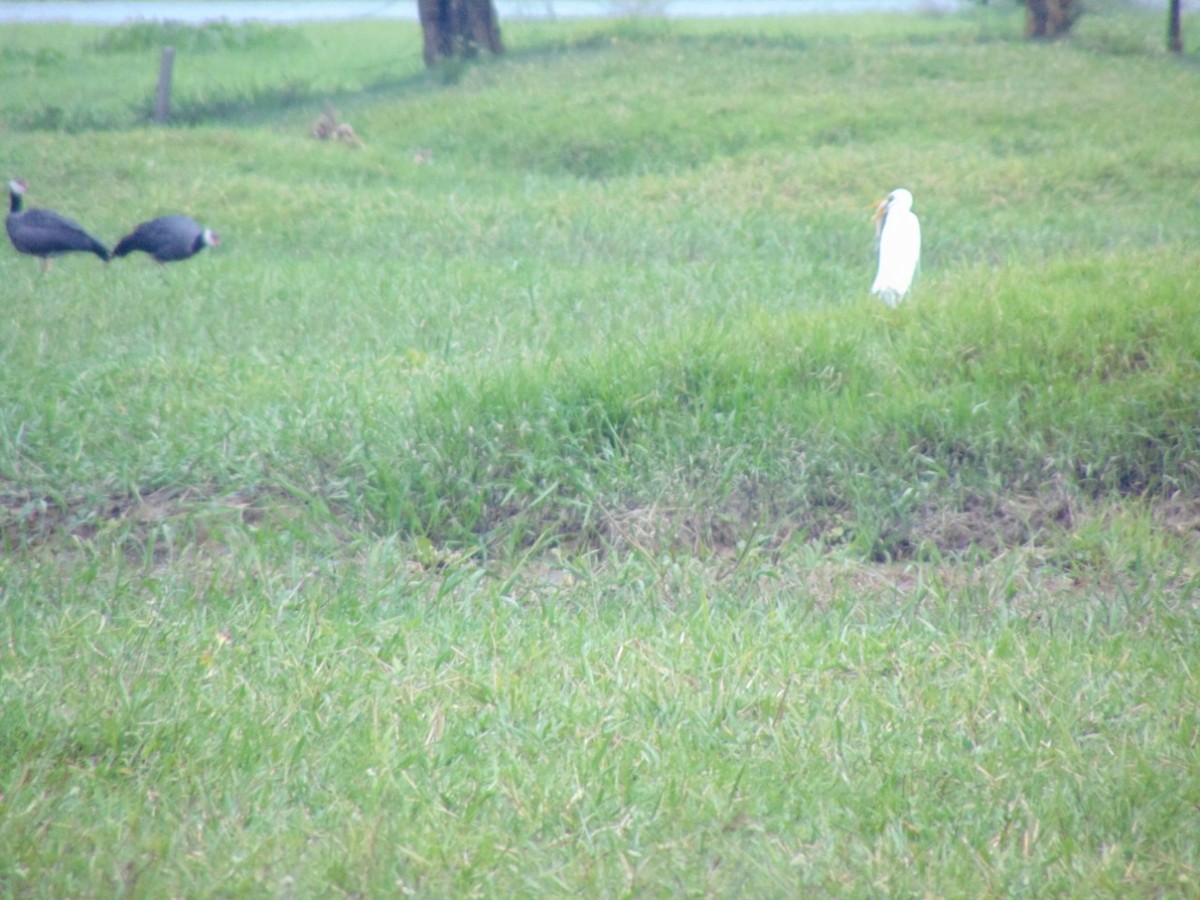 Northern Screamer - ML156922061