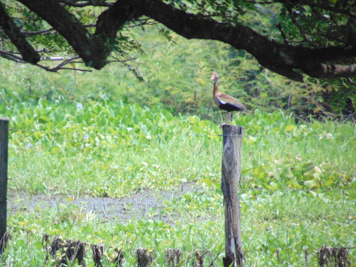 Black-bellied Whistling-Duck - ML156922081