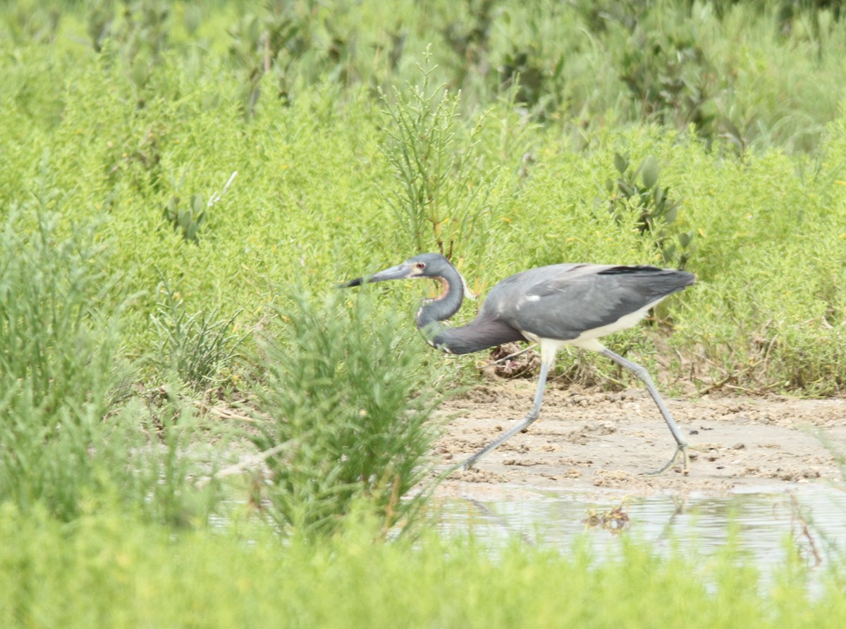 Tricolored Heron - ML156922181