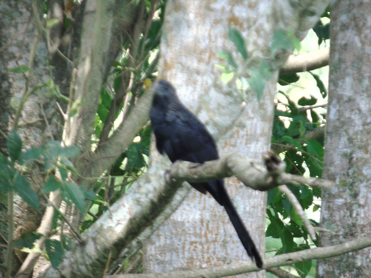 Smooth-billed Ani - ML156922221