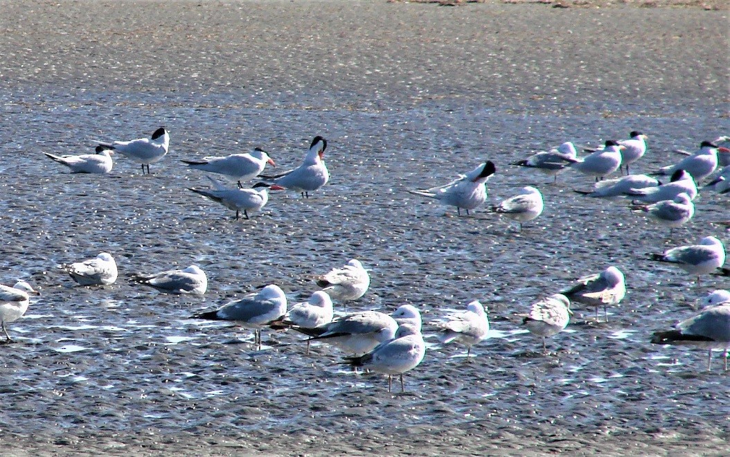 Caspian Tern - Mark Vernon