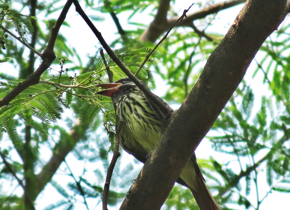 Sulphur-bellied Flycatcher - ML156925411