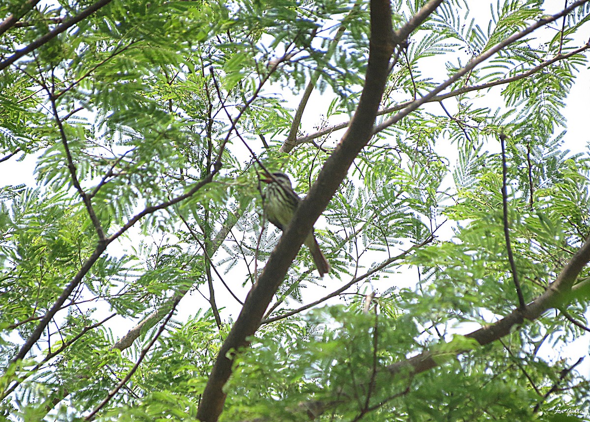 Sulphur-bellied Flycatcher - La Gabio