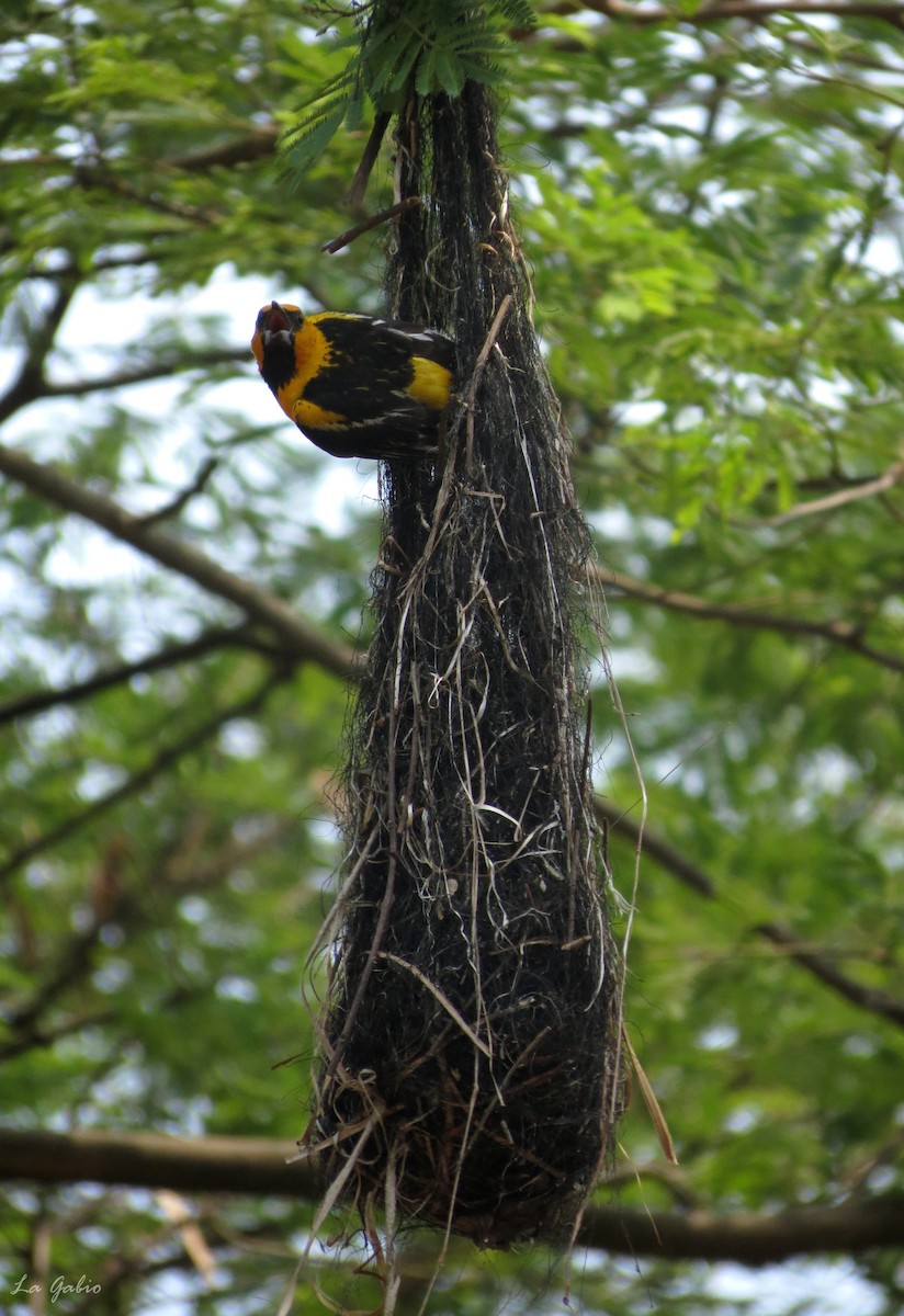 Streak-backed Oriole - ML156925701