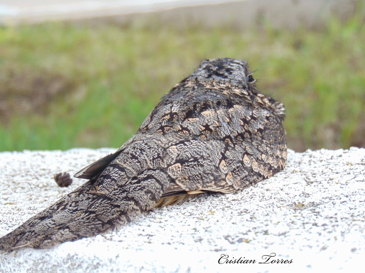 Band-winged Nightjar - Cristian Torres