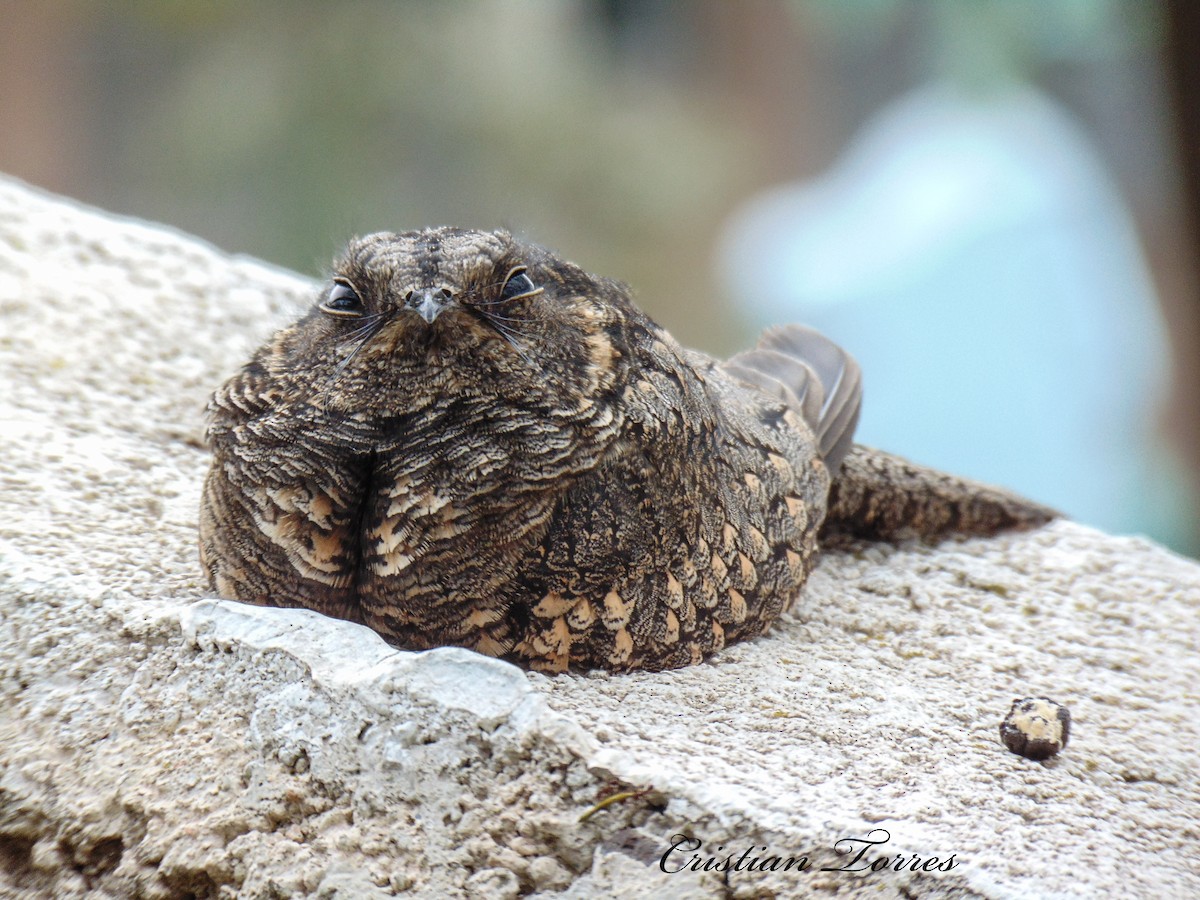 Band-winged Nightjar - ML156926661