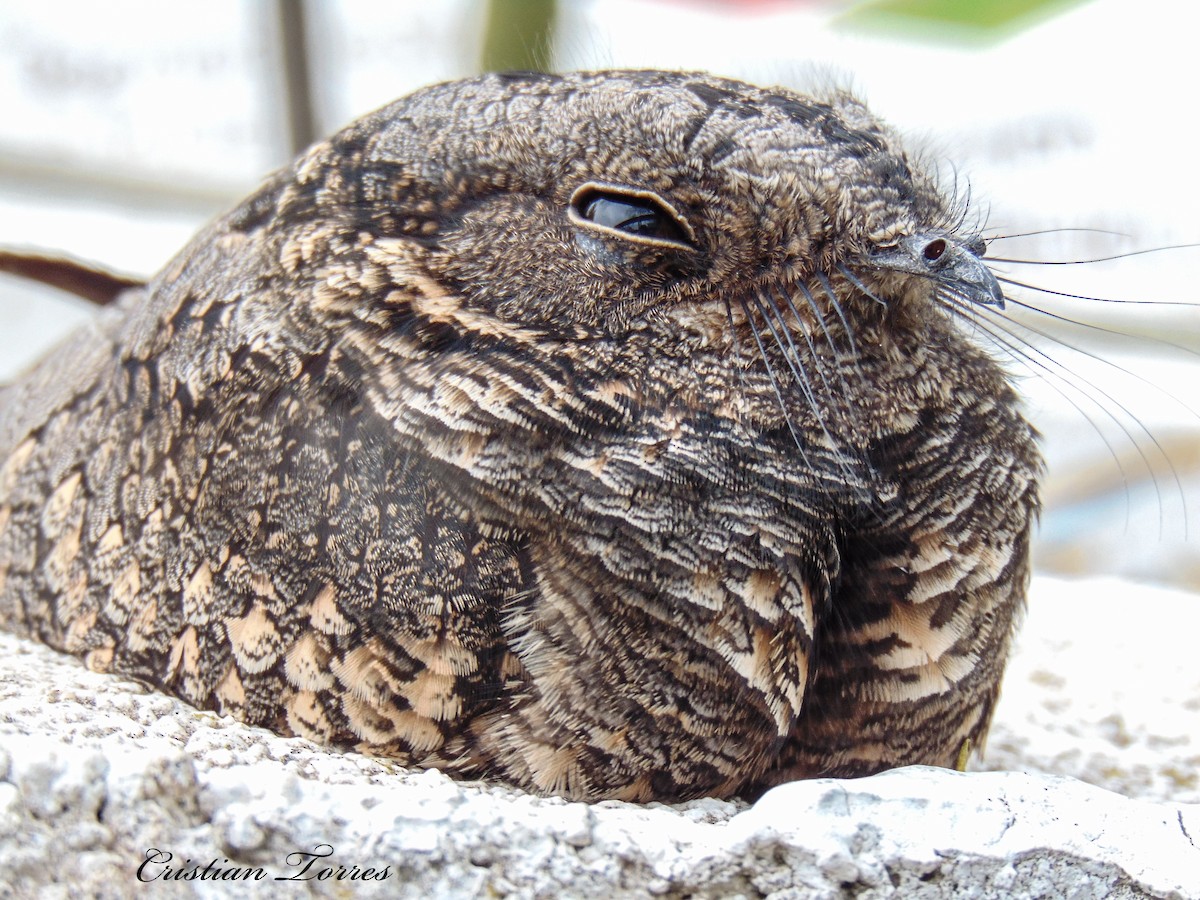 Band-winged Nightjar - Cristian Torres