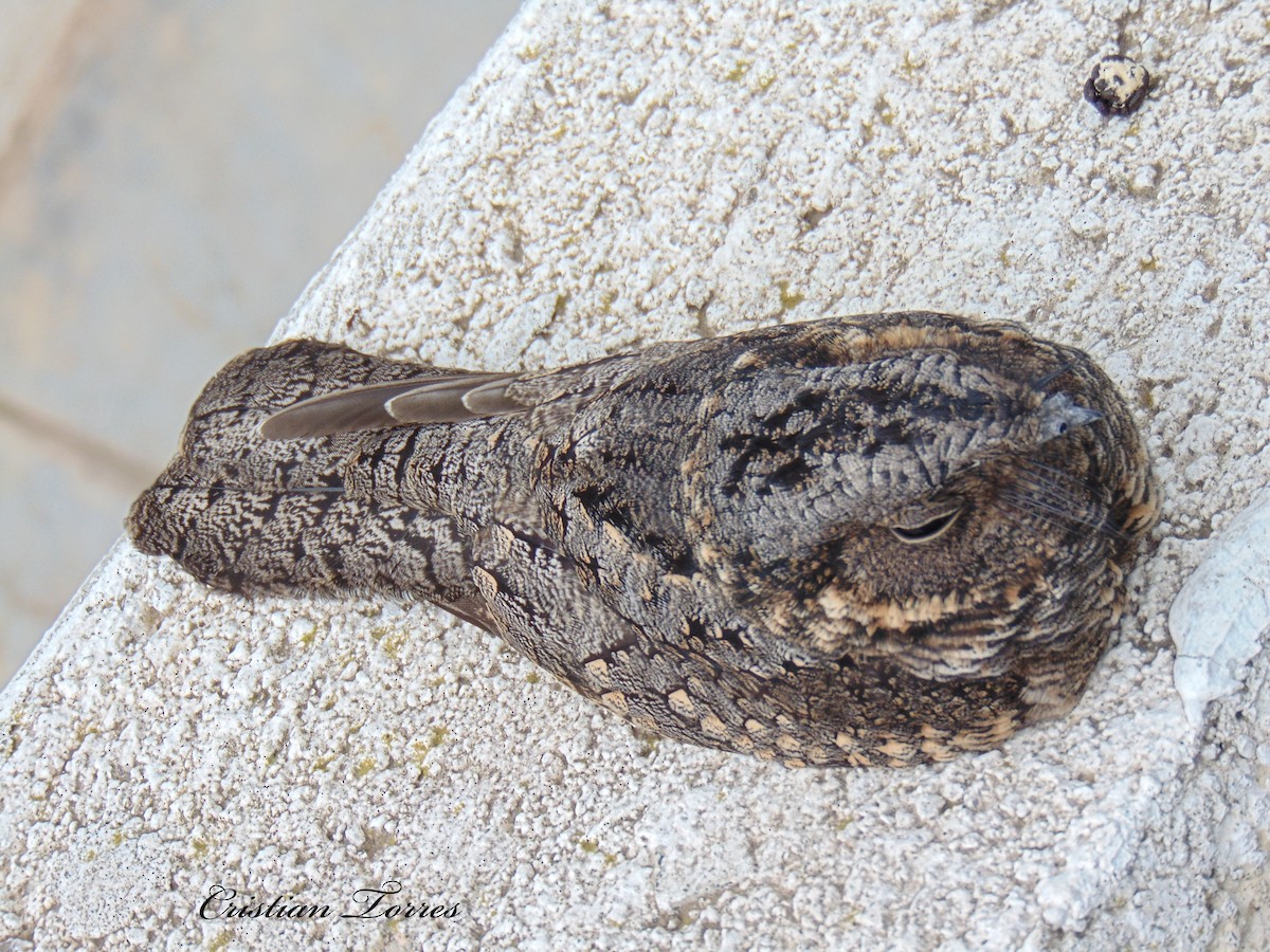 Band-winged Nightjar - Cristian Torres