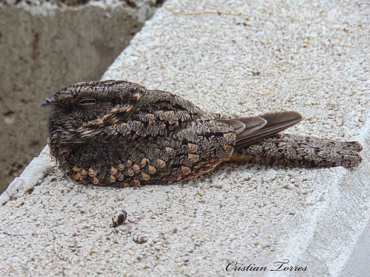 Band-winged Nightjar - Cristian Torres