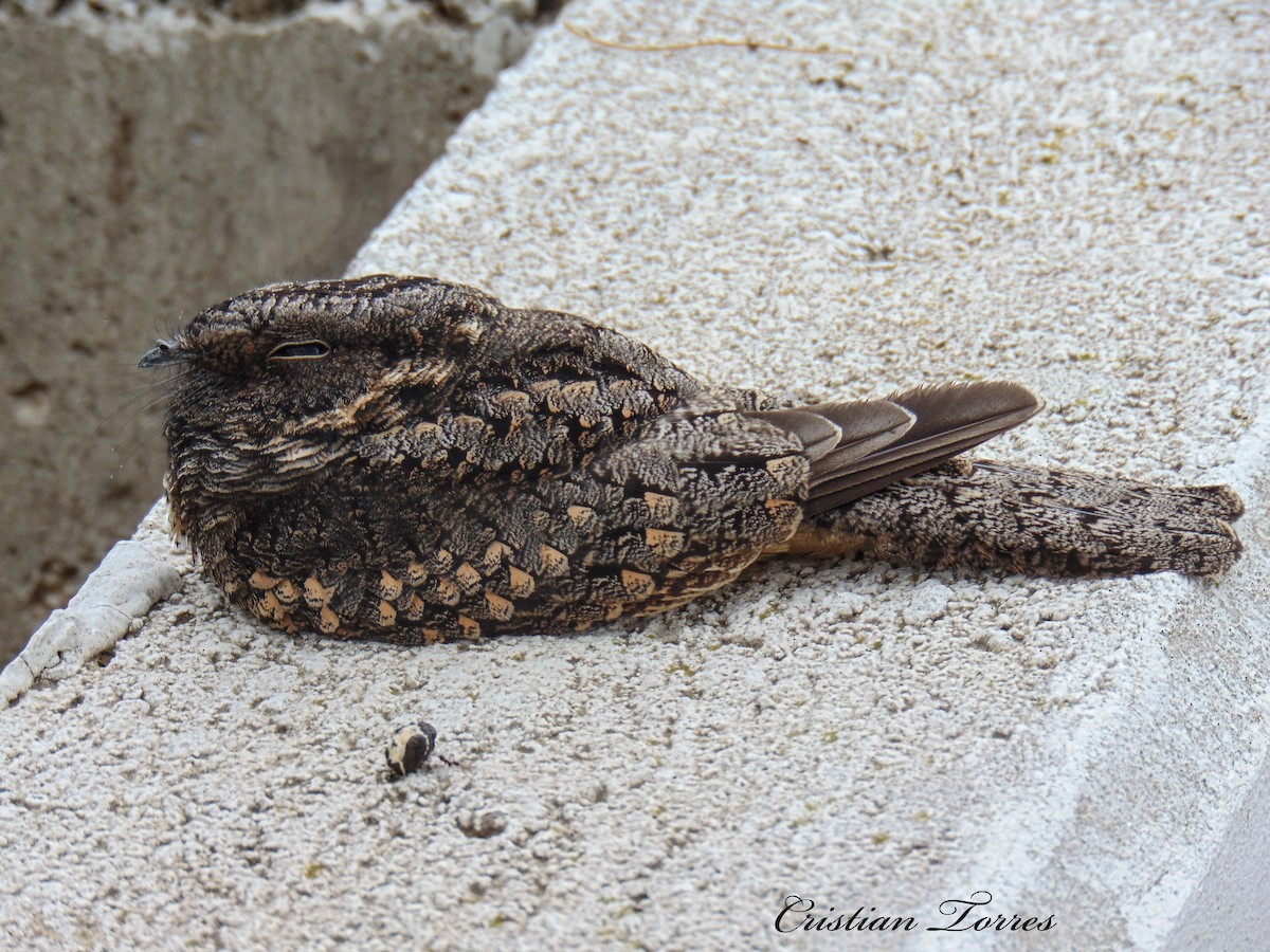 Band-winged Nightjar - ML156926731