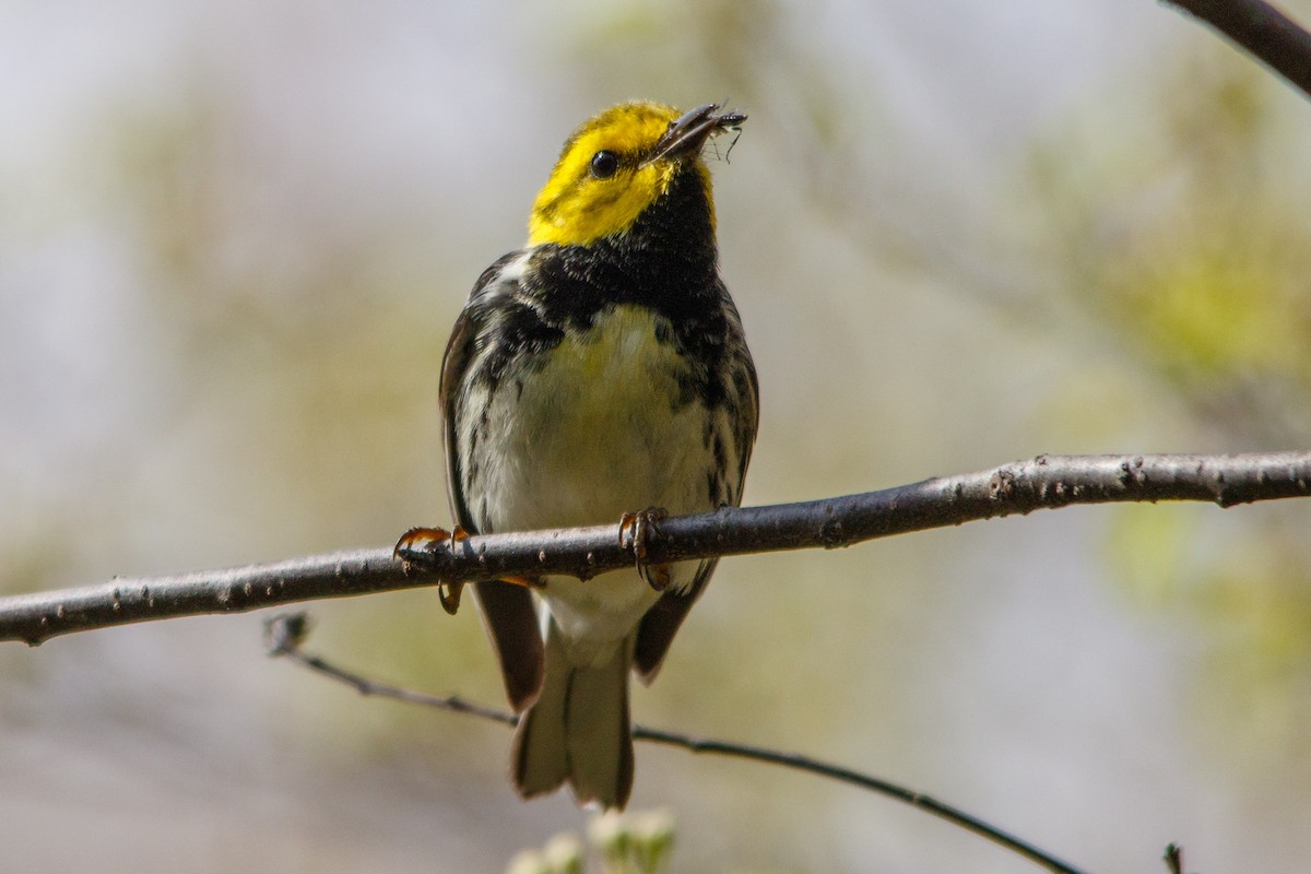 Black-throated Green Warbler - Craig Kingma