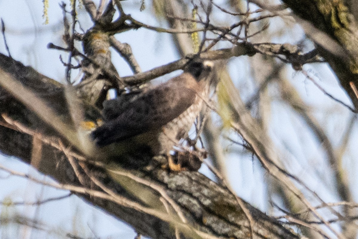 Broad-winged Hawk - ML156929291