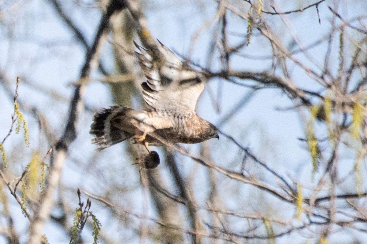 Broad-winged Hawk - ML156929311