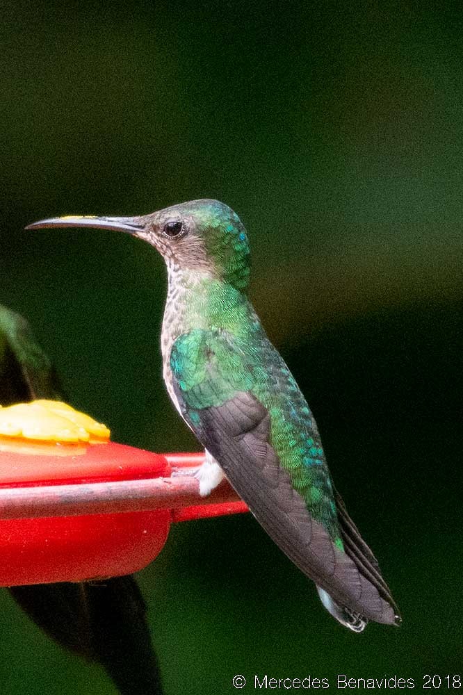 White-necked Jacobin - ML156930541