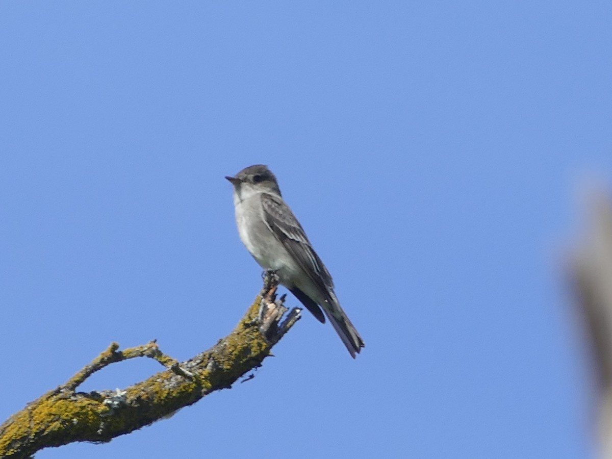 Western Wood-Pewee - Neal Hinds