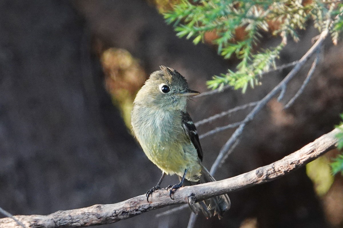 Western Flycatcher (Pacific-slope) - ML156931111