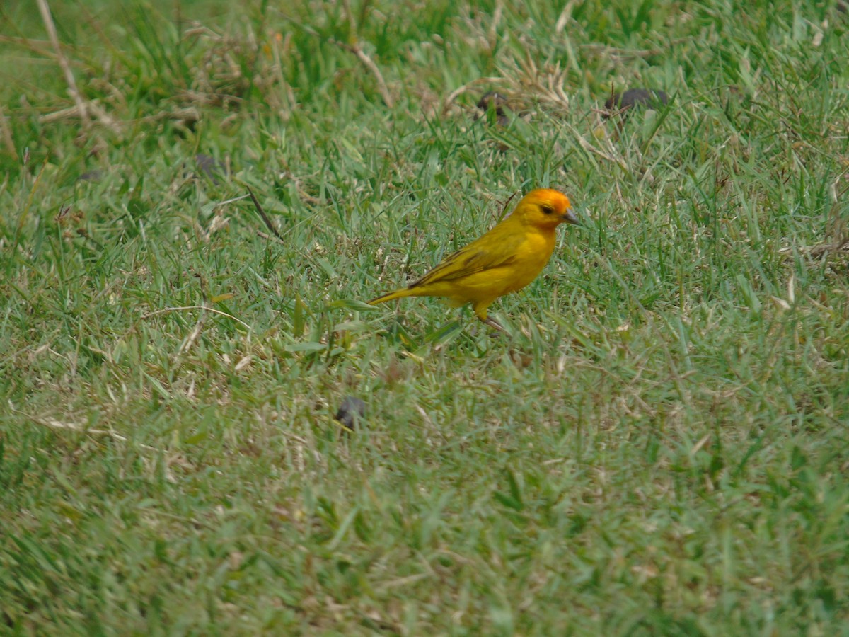 橙黃雀鵐 - ML156932171