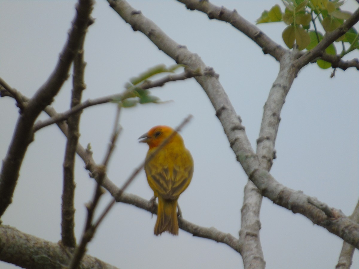 橙黃雀鵐 - ML156932281